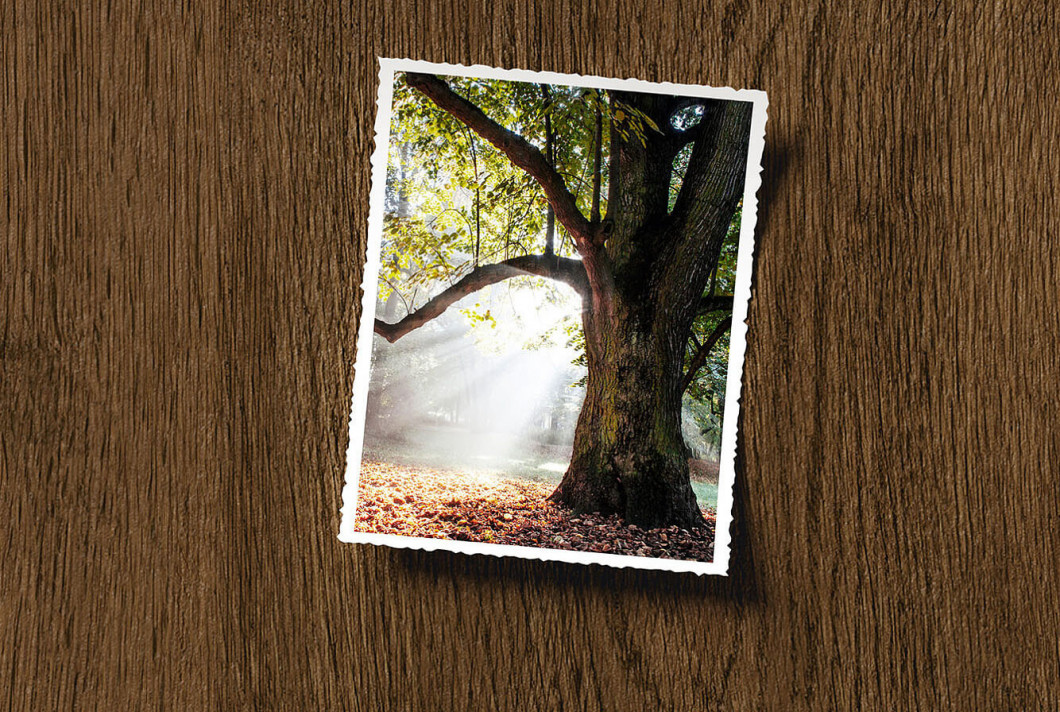 Heartwood