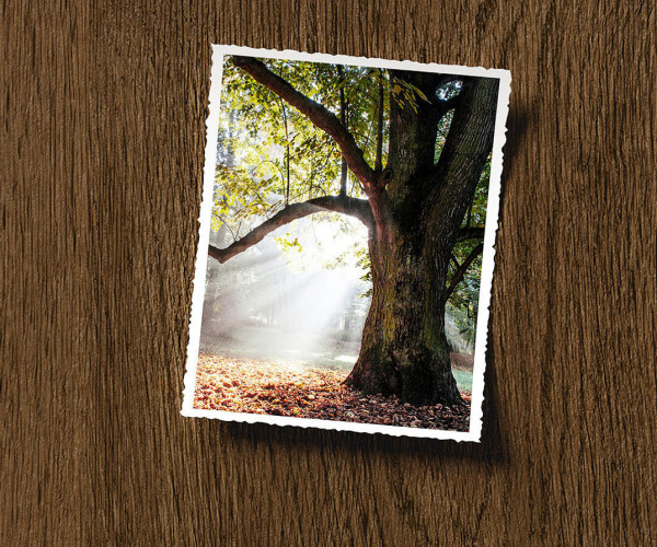 Heartwood