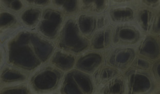 Venezia Stone Кварцит Tortuga 20Mm